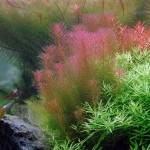 红松尾草-缩略图-9