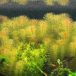 细百叶草-缩略图-1