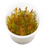 细百叶草-缩略图-2