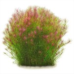 细百叶草-缩略图-3