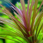 细百叶草-缩略图-5