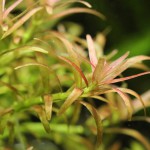 南美小百叶草-缩略图-1