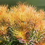 南美小百叶草-缩略图-2