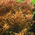 南美小百叶草-缩略图-3