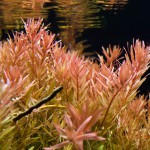 南美小百叶草-缩略图-4