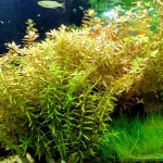 南美小百叶草-缩略图-5