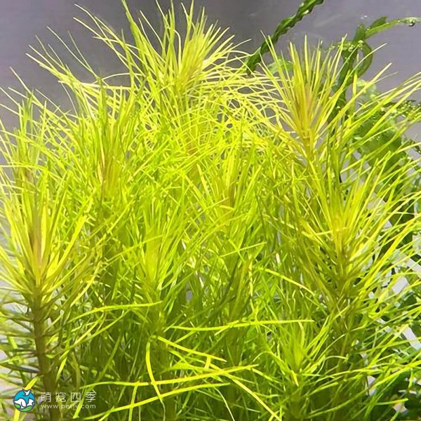 南美小百叶草-6