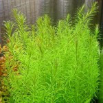 南美小百叶草-缩略图-7