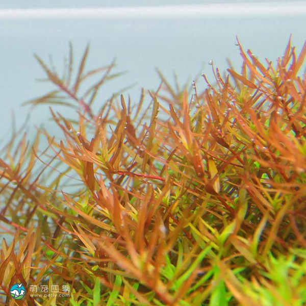 南美小百叶草-8