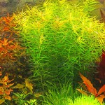 牛顿草-缩略图-3