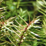 牛顿草-缩略图-4