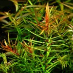 牛顿草-缩略图-5