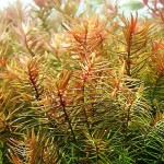 牛顿草-缩略图-6