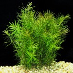 牛顿草-缩略图-7