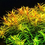 牛顿草-缩略图-8